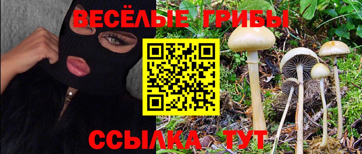 Галлюциногенные грибы Psilocybe  Галлюциногенные грибы Psilocybe  Татарск  Вход с VPN 
